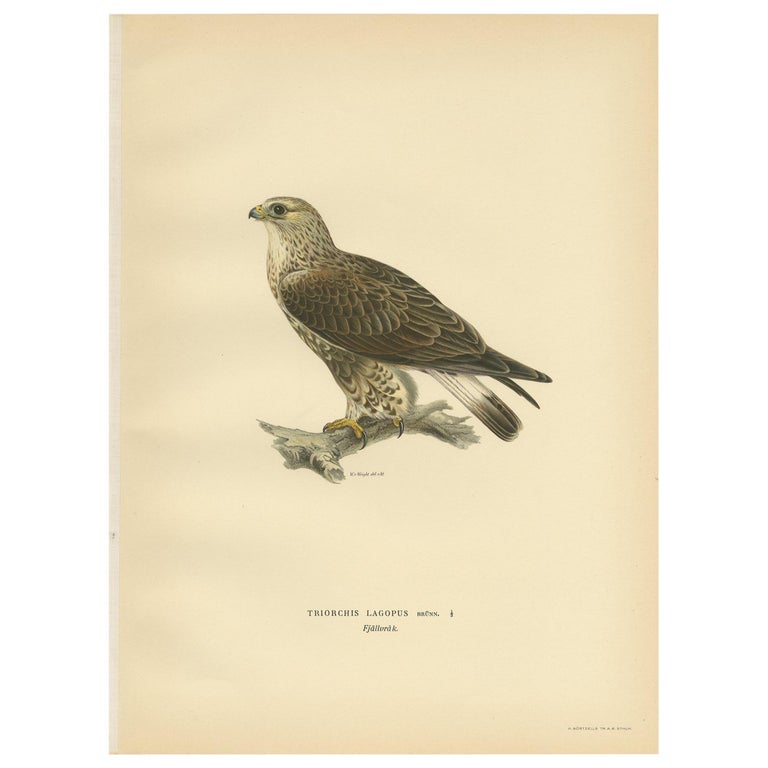 Antique Bird Print of the Rough-Legged Hawk by Von Wright '1929' For ...