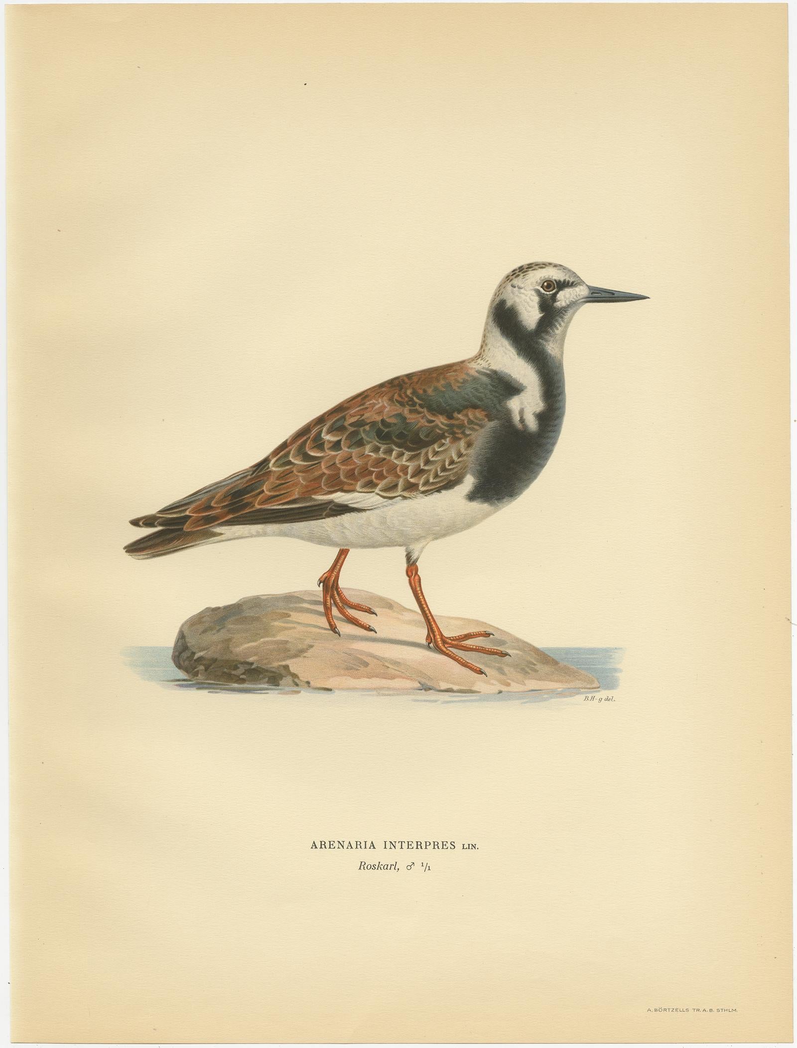 Antique Bird Print of the Ruddy Turnstone 'Male' by Von Wright '1929' In Good Condition For Sale In Langweer, NL