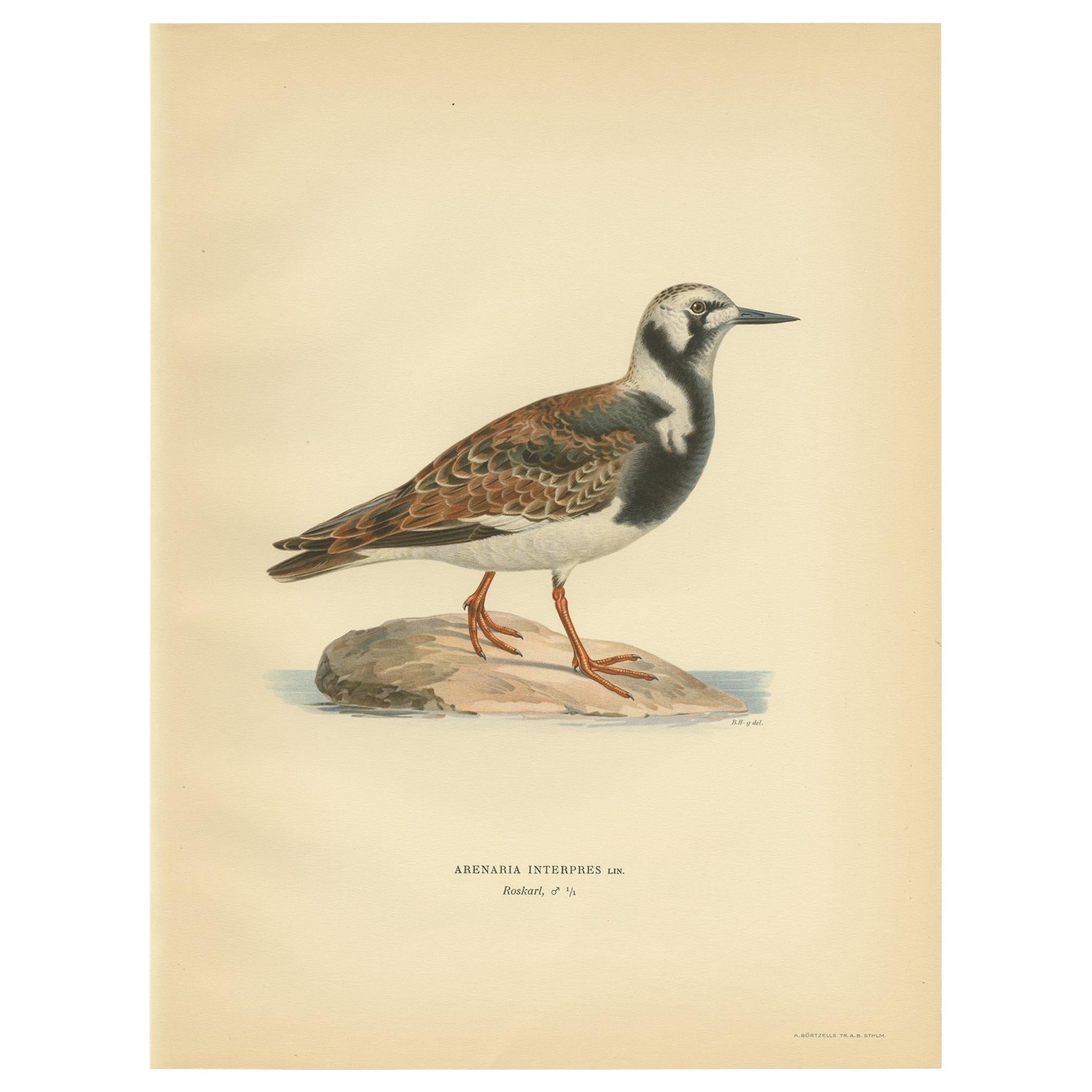 Antique Bird Print of the Ruddy Turnstone 'Male' by Von Wright '1929' For Sale