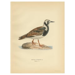 Antique Bird Print of the Ruddy Turnstone 'Male' by Von Wright '1929'