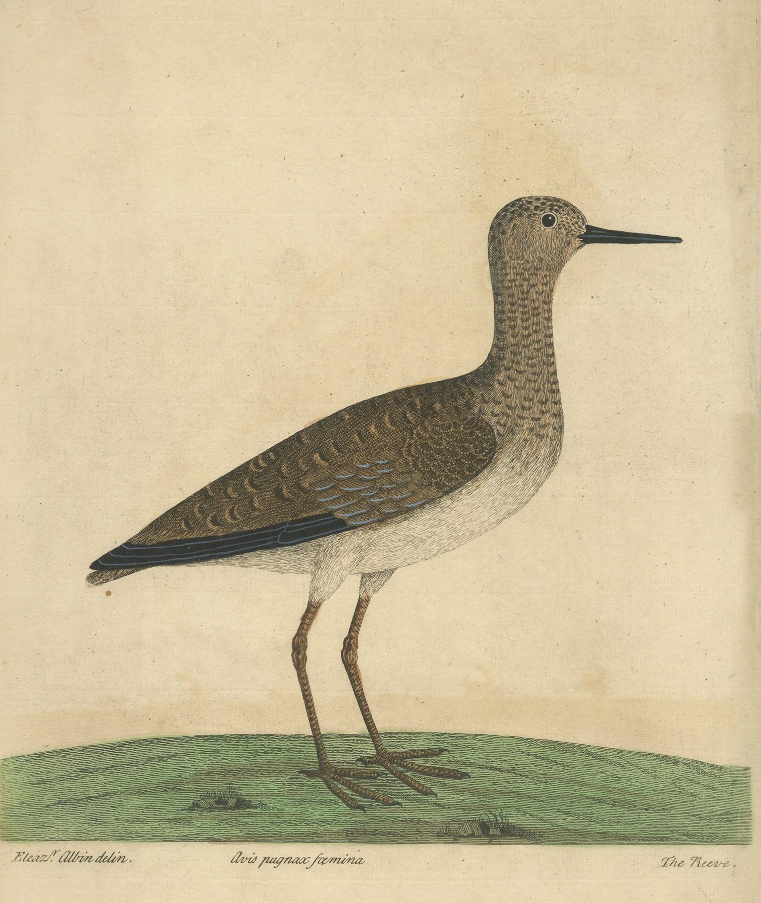 Antique print titled 'Avis pugnax foemina'. Old bird print of the ruff bird (Calidris pugnax), amedium-sized wading bird that breeds in marshes and wet meadows across northern Eurasia. This highly gregarious sandpiper is migratory and sometimes