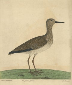 Antique Bird Print of the Ruff Bird by Albin 'circa 1738'