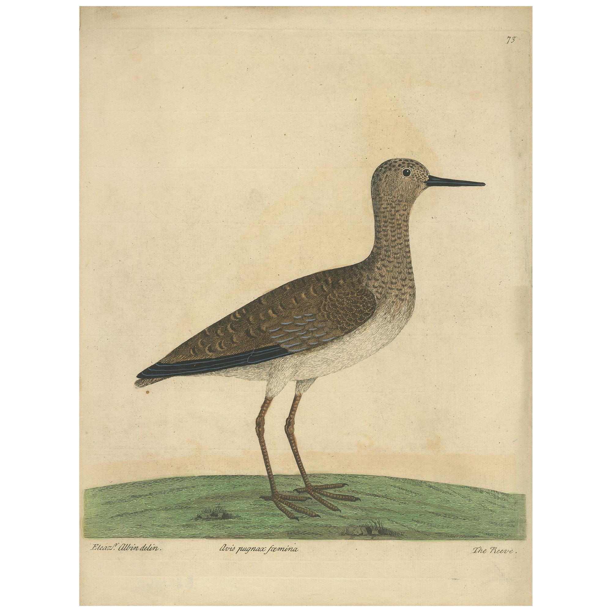 Antiker Vogeldruck des Kampfläufers von Albin 'um 1738'