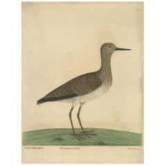 Antique Bird Print of the Ruff Bird by Albin 
circa 1738
