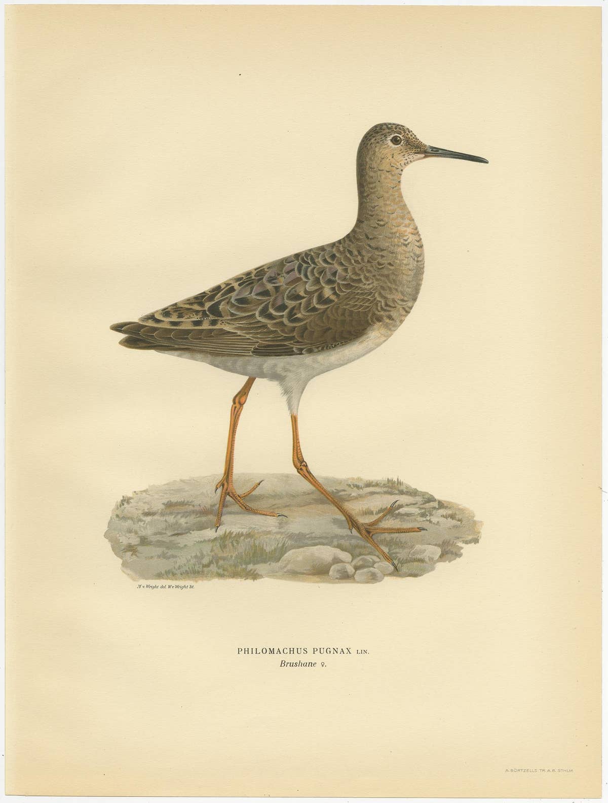 Philomachus Pugnax Antique Bird Print, 1929, Detailed Ornithology Art of a Ruff