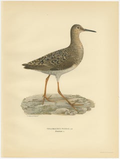 Antique Bird Print of the Ruff by Von Wright, 1929