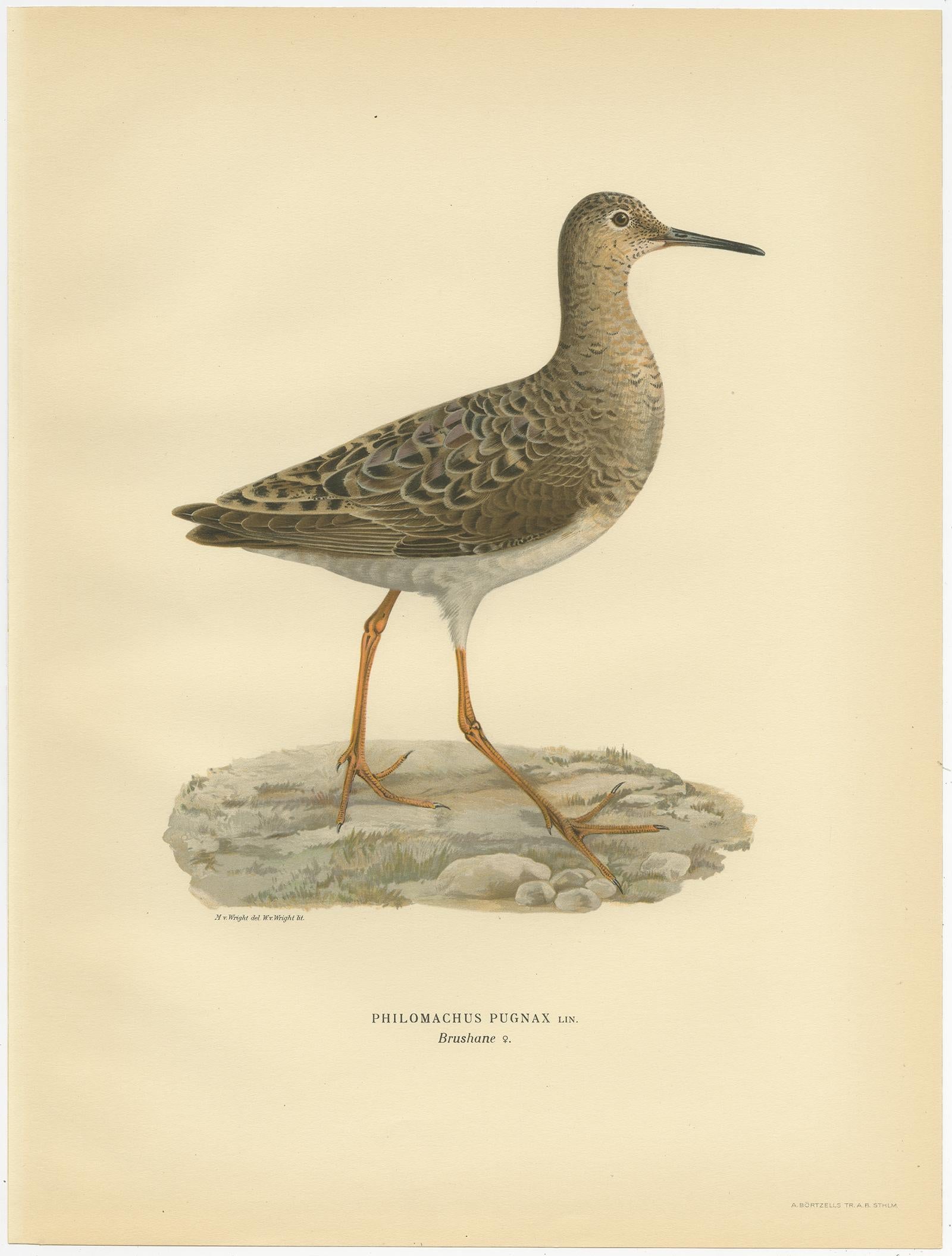 Antique Bird Print of the Ruff by Von Wright, 1929 In Good Condition For Sale In Langweer, NL