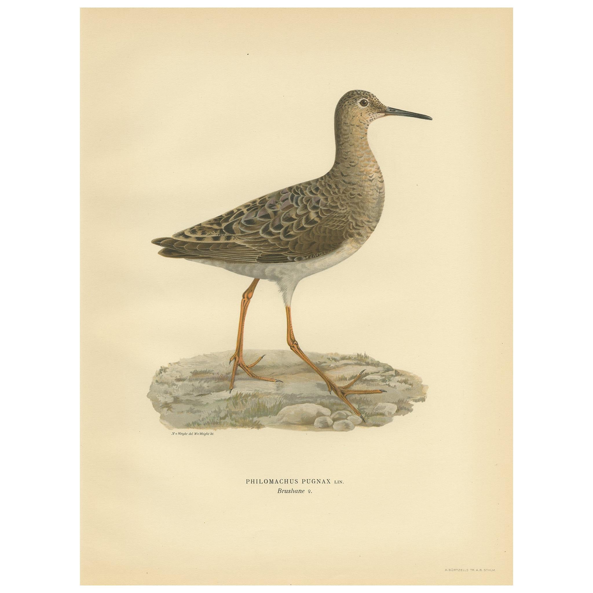 Antique Bird Print of the Ruff by Von Wright, 1929 For Sale