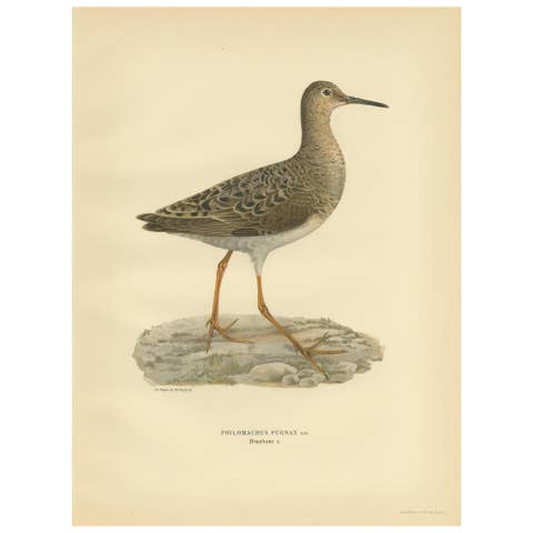 Philomachus Pugnax Antique Bird Print, 1929, Detailed Ornithology Art of a Ruff