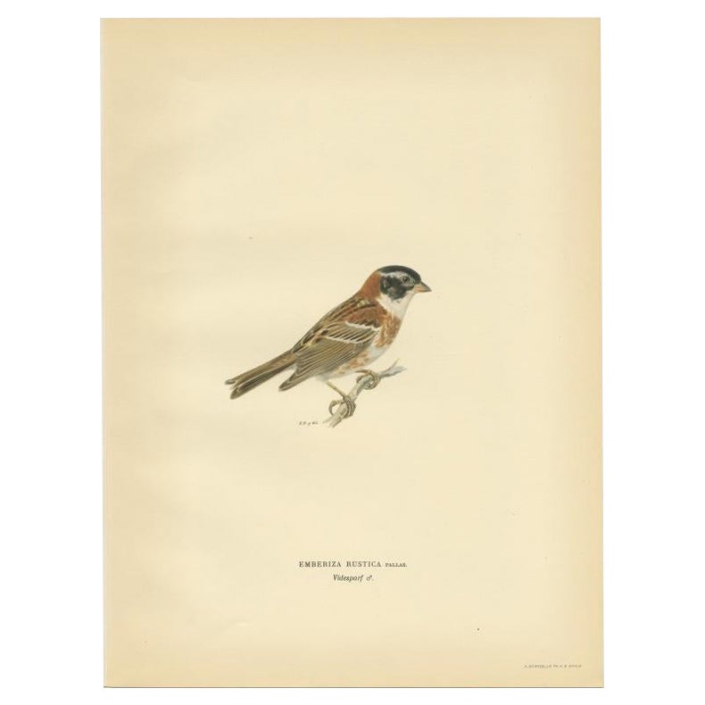Antiker antiker Vogeldruck der rustikalen Einfassung von Von Wright, 1927