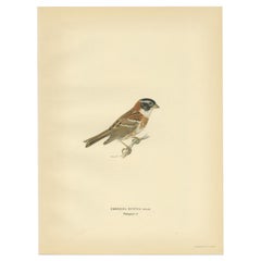 Grabado antiguo de aves del Escribano rústico por Von Wright, 1927