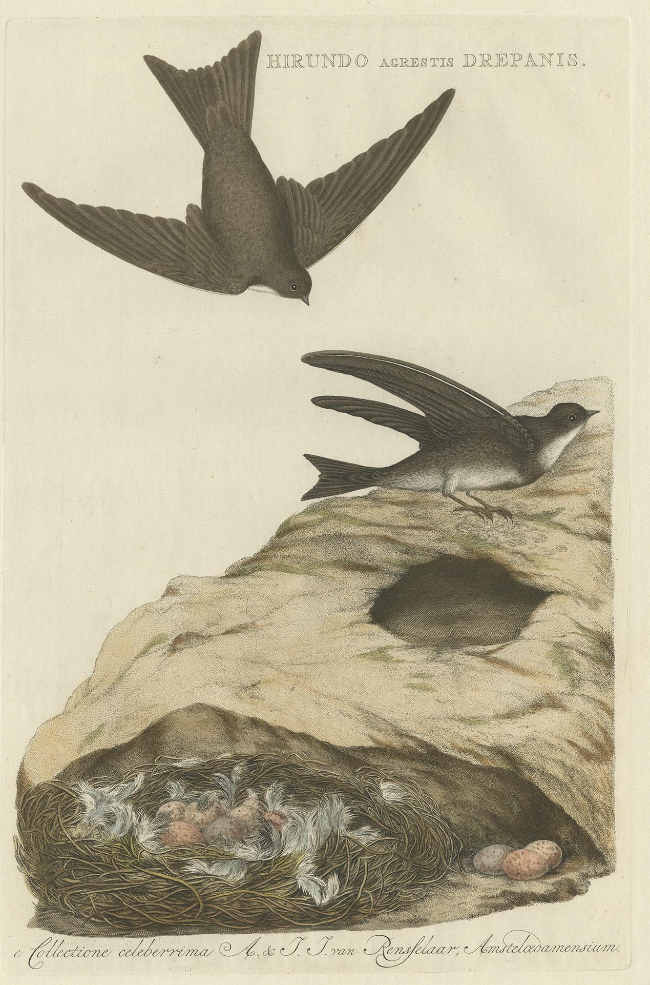 Antique print titled ‘Hirundo Agrestis Drepanis'. This print depicts the sand martin with nest and eggs (Dutch: oeverzwaluw). The sand martin (Riparia riparia) or European sand martin, bank swallow in the Americas, and collared sand martin in the