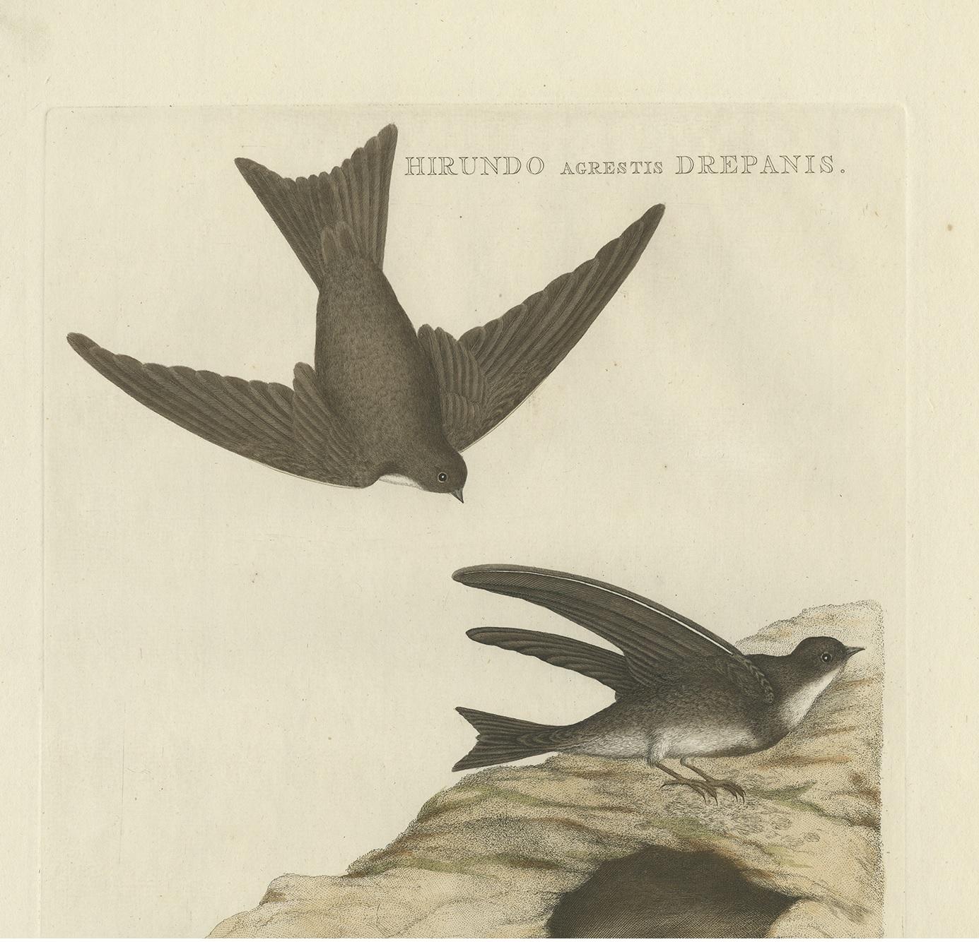 Antique Bird Print of the Sand Martin by Sepp & Nozeman, 1770 In Good Condition For Sale In Langweer, NL