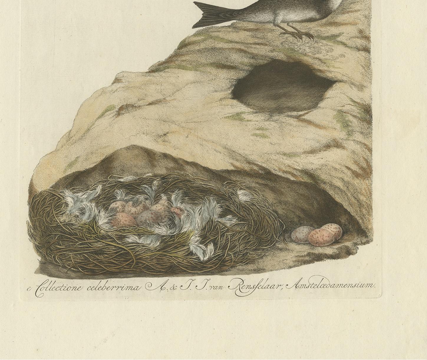 18th Century Antique Bird Print of the Sand Martin by Sepp & Nozeman, 1770 For Sale