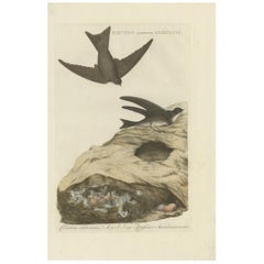 Antiker Vogeldruck der Uferschwalbe von Sepp & Nozeman, 1770