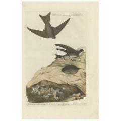 Antique Bird Print of the Sand Martin by Sepp & Nozeman, 1770