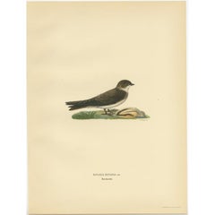 Antique Bird Print of The Sand Martin by Von Wright, 1927