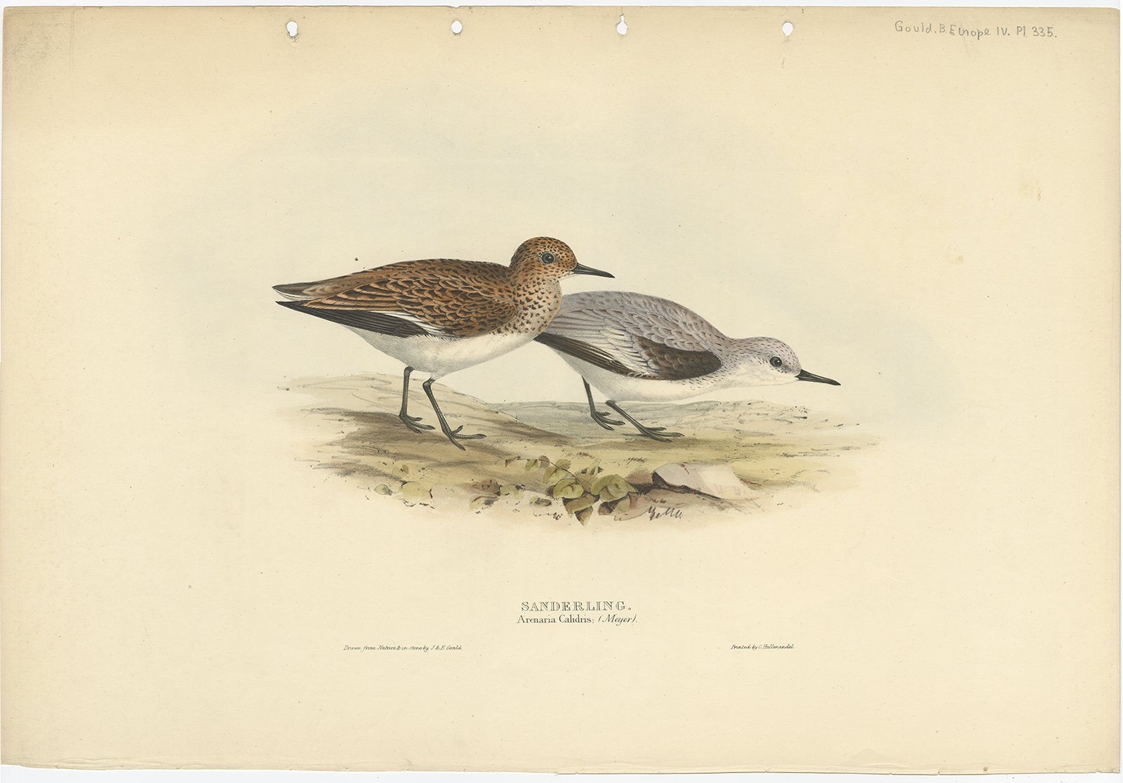Antiker Vogeldruck mit dem Titel 'Sanderlingl'. Alter Vogeldruck, der den Sanderling darstellt. Dieser Druck stammt aus 
