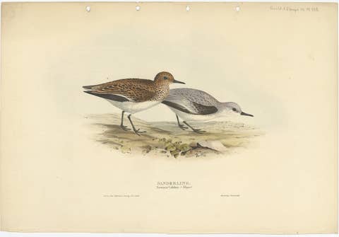 Antique Bird Print of The Sanderling by Gould, 1832