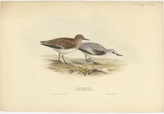 Antique Bird Print of The Sanderling by Gould, 1832