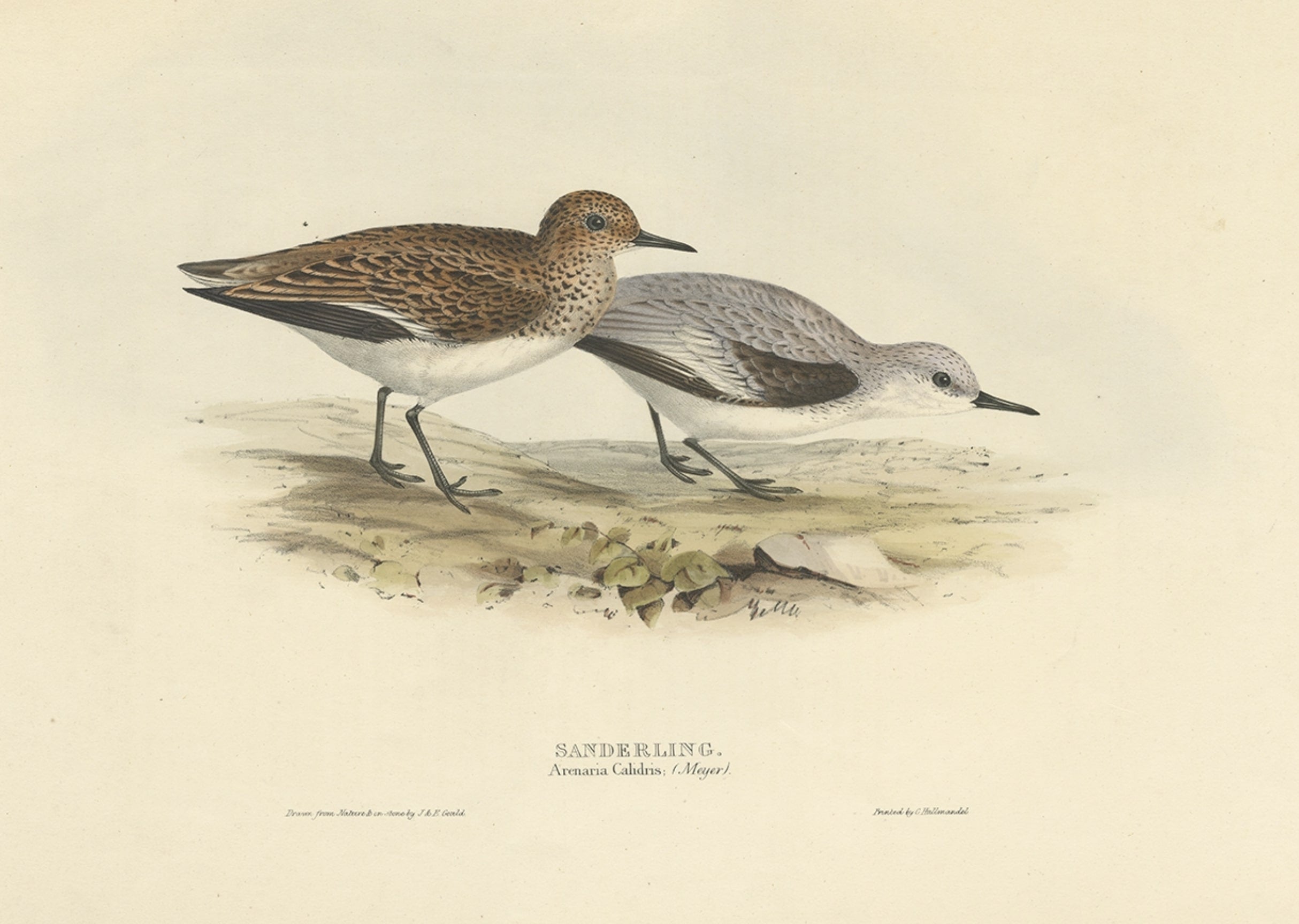 Antique Bird Print of The Sanderling by Gould, 1832