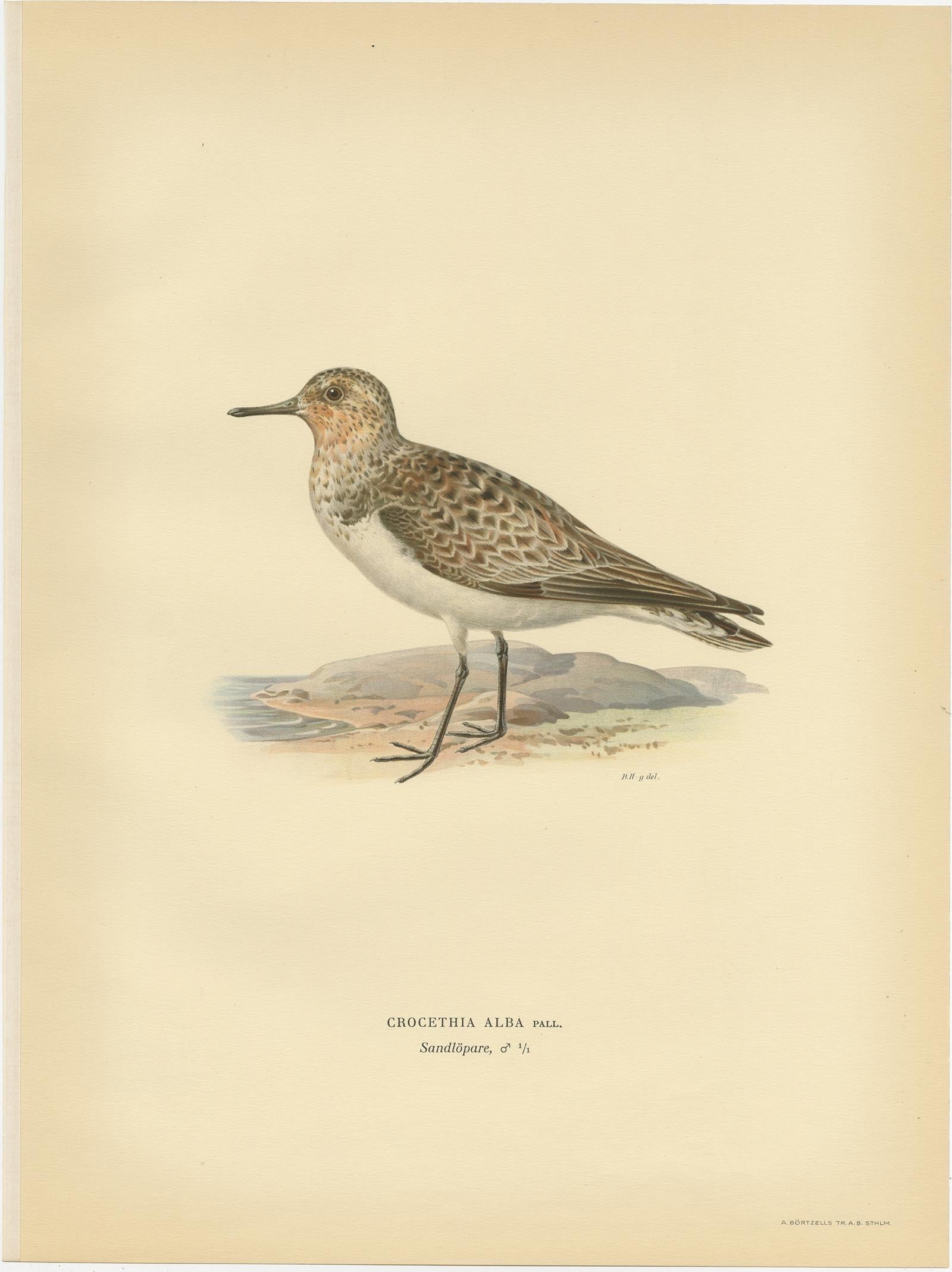 Antique Bird Print of the Sanderling 'Male' by Von Wright, 1929 In Good Condition For Sale In Langweer, NL