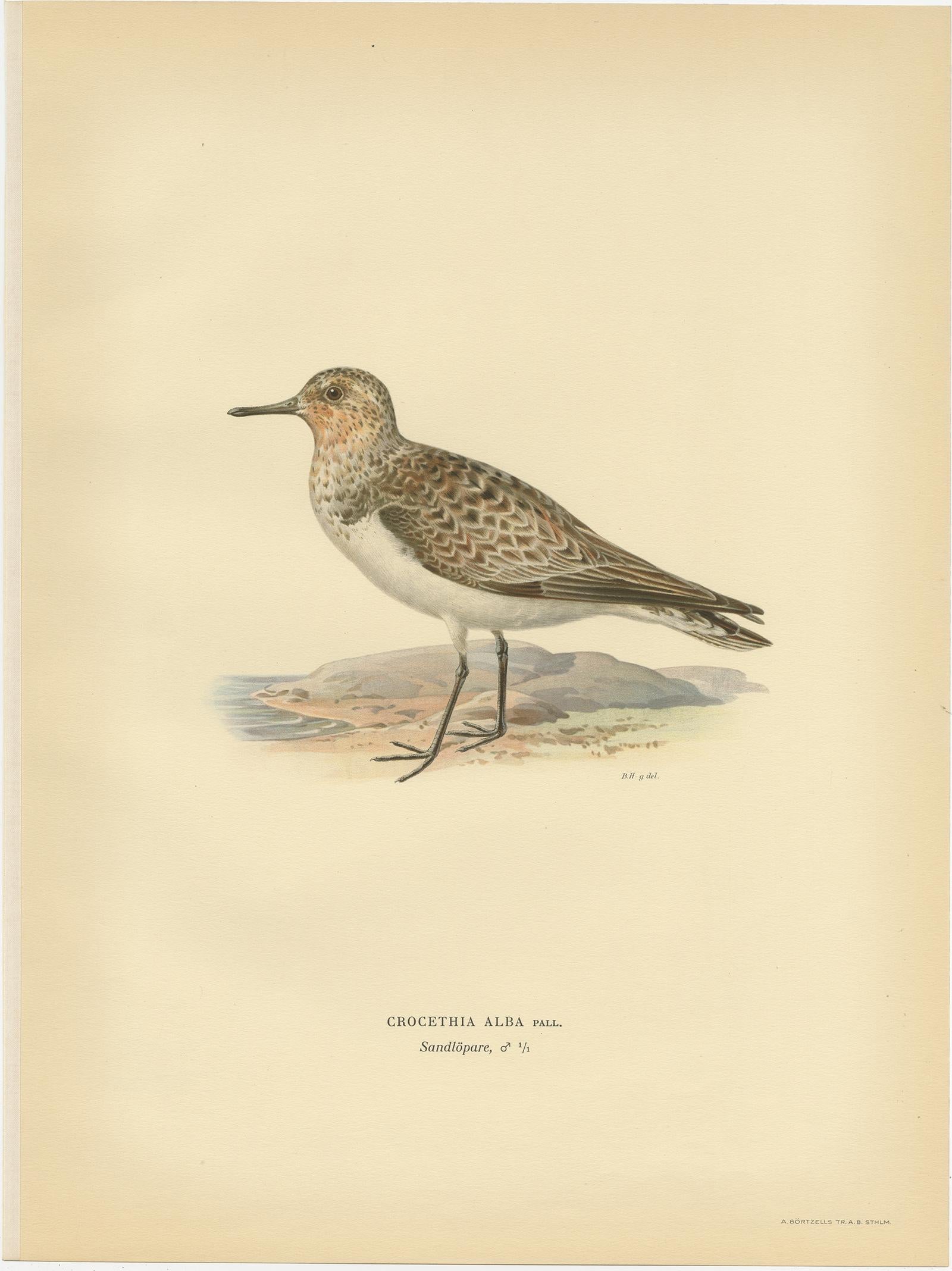 20th Century Antique Bird Print of the Sanderling 'Male' by Von Wright, 1929 For Sale