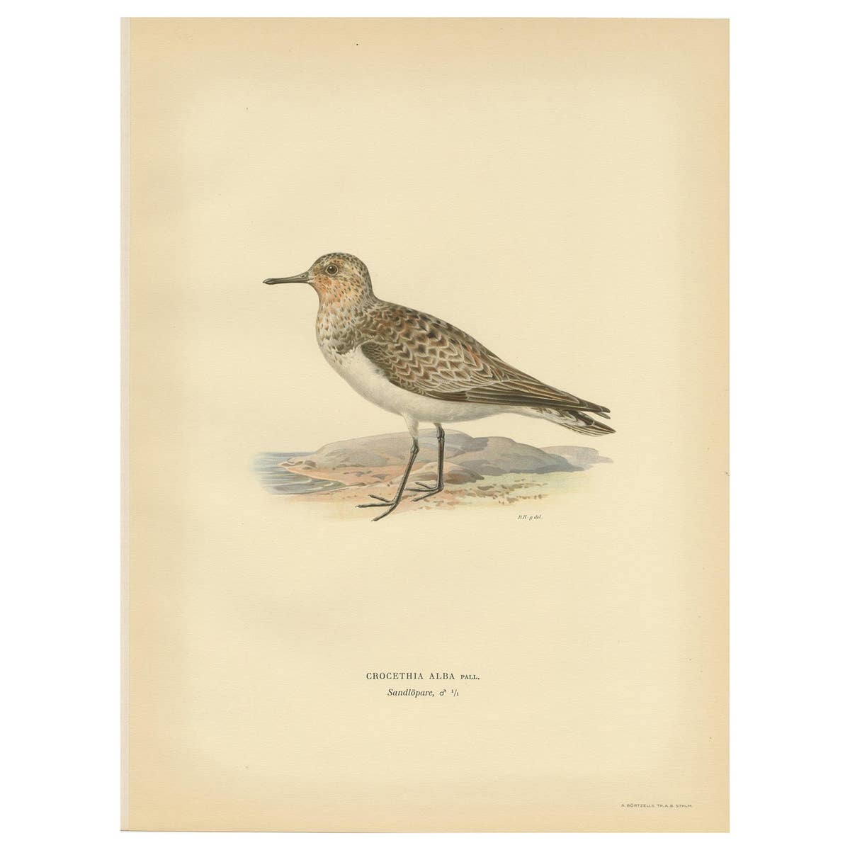 Antique Bird Print of the Sanderling 'Male' by Von Wright, 1929
