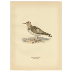 Vintage Bird Print of the Sanderling 'Male' by Von Wright, 1929