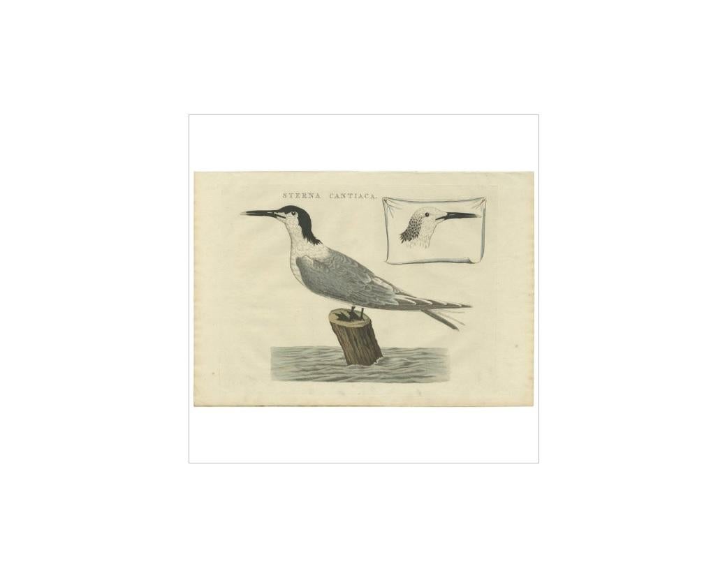 Antique print titled 'Sterna Cantiaca'. The Sandwich tern (Thalasseus sandvicensis) is a tern in the family Laridae. It is very closely related to the lesser crested tern (T. bengalensis), Chinese crested tern (T. bernsteini), Cabot's tern (T.