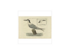 Sandwich Tern – Sterna Cantiaca – Antique Hand-Coloured Bird Print, c.1829