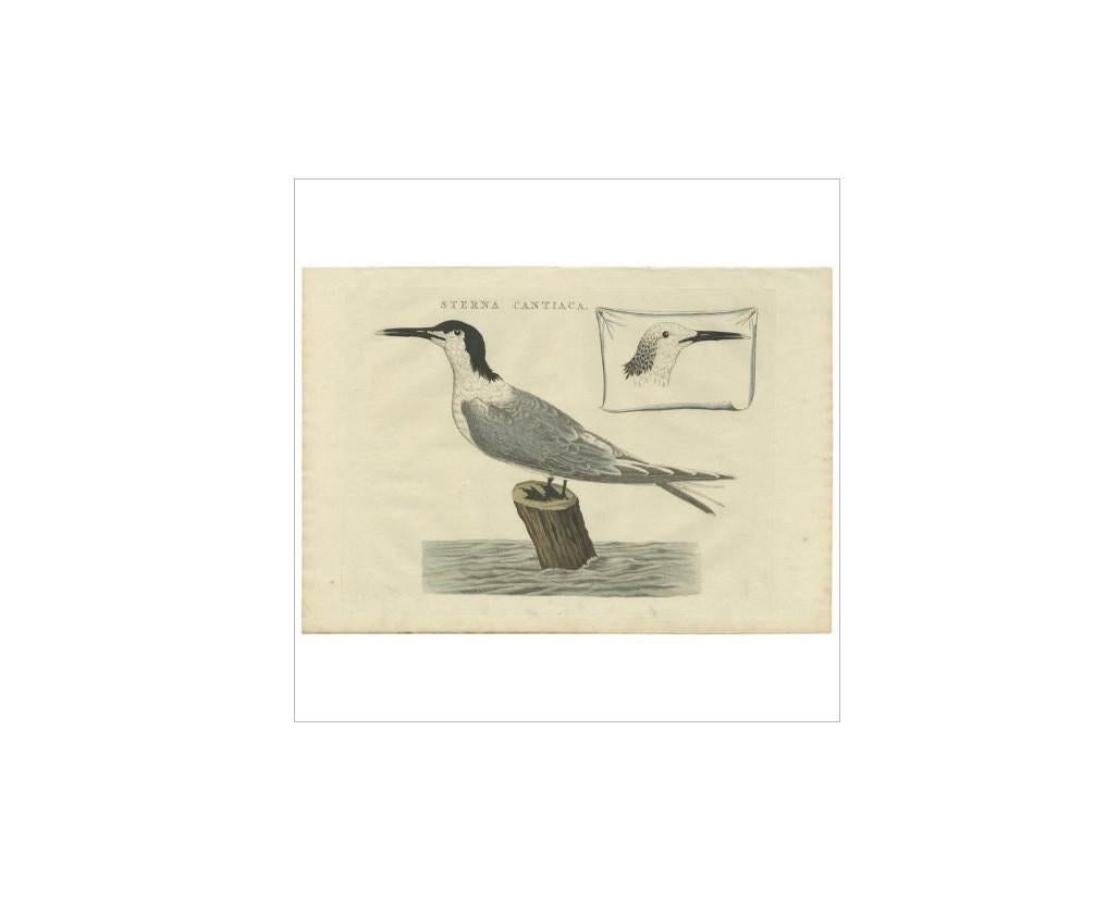 Impression oiseau ancienne du Sandwich Tern par Sepp & Nozeman, 1829 Bon état - En vente à Langweer, NL