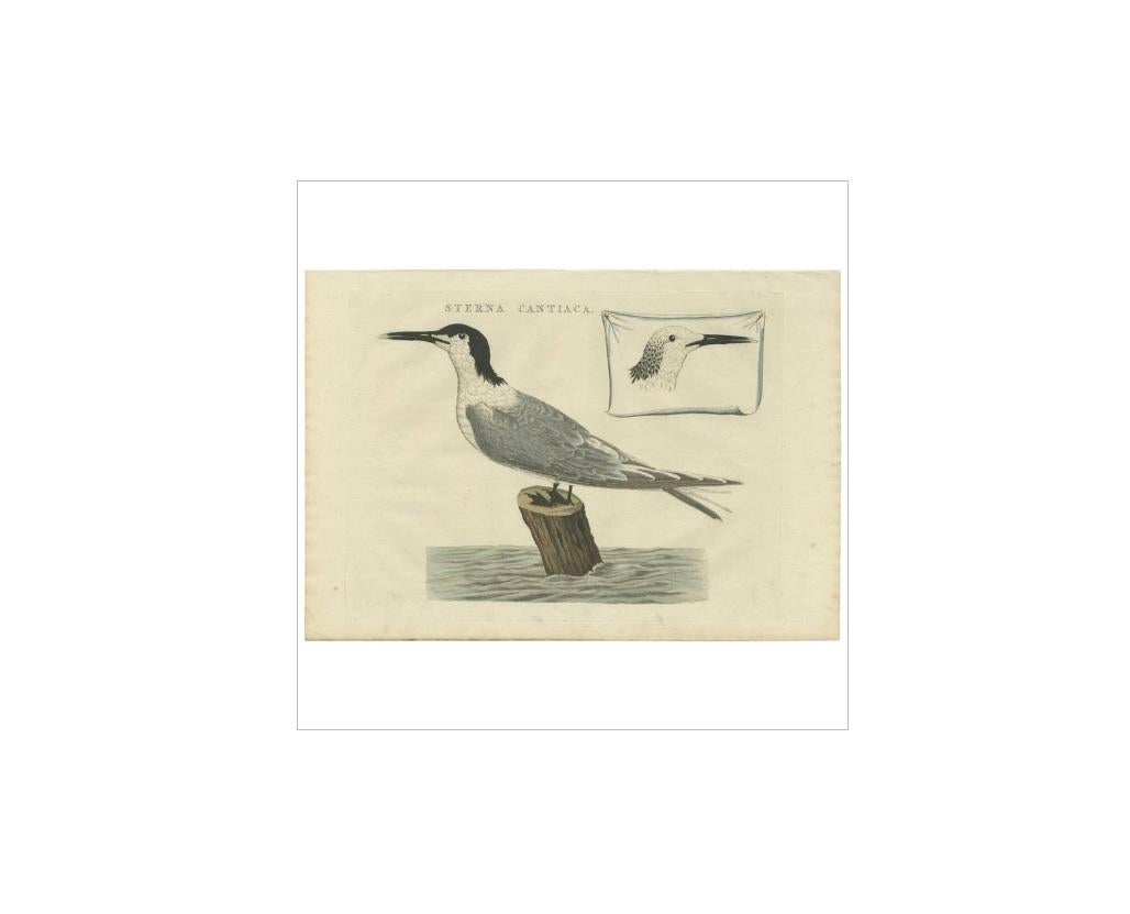 Antique Bird Print of the Sandwich Tern by Sepp & Nozeman, 1829 In Good Condition For Sale In Langweer, NL