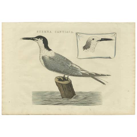 Sandwich Tern – Sterna Cantiaca – Antique Hand-Coloured Bird Print, c.1829