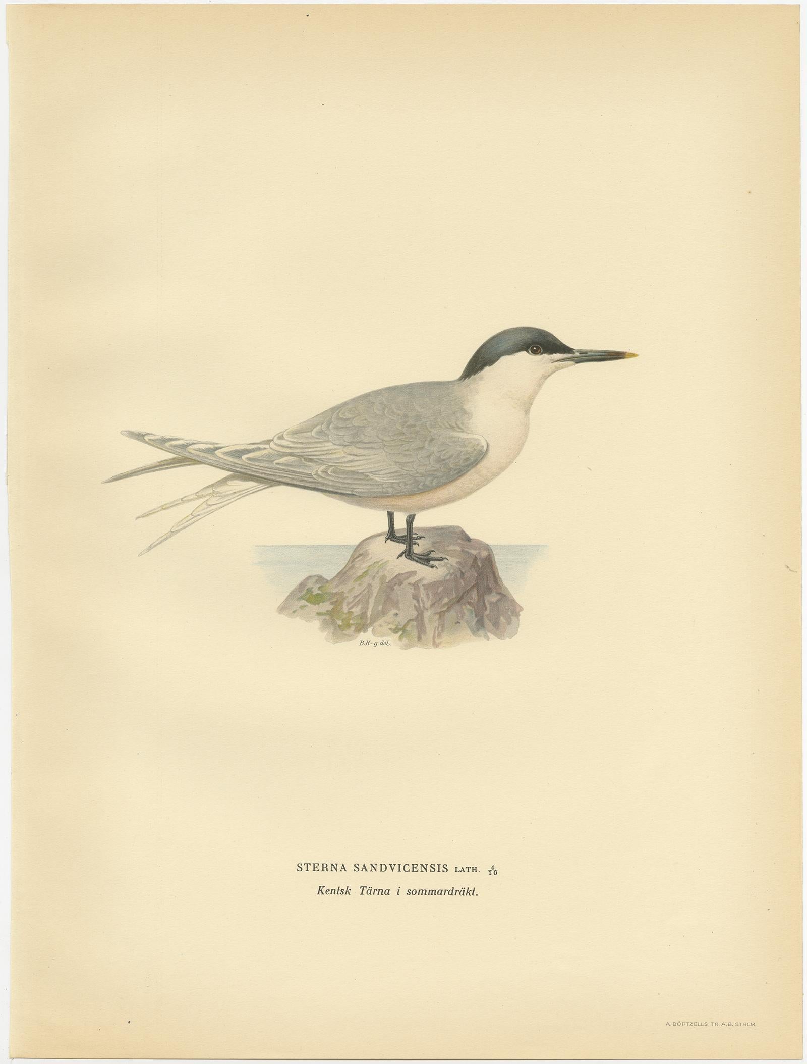 Antique bird print titled 'Sterna Sandvicensis'. Old bird print depicting the Sandwich Tern (summer). This print originates from 'Svenska Foglar Efter Naturen Och Pa Stenritade' by Magnus von Wright.
