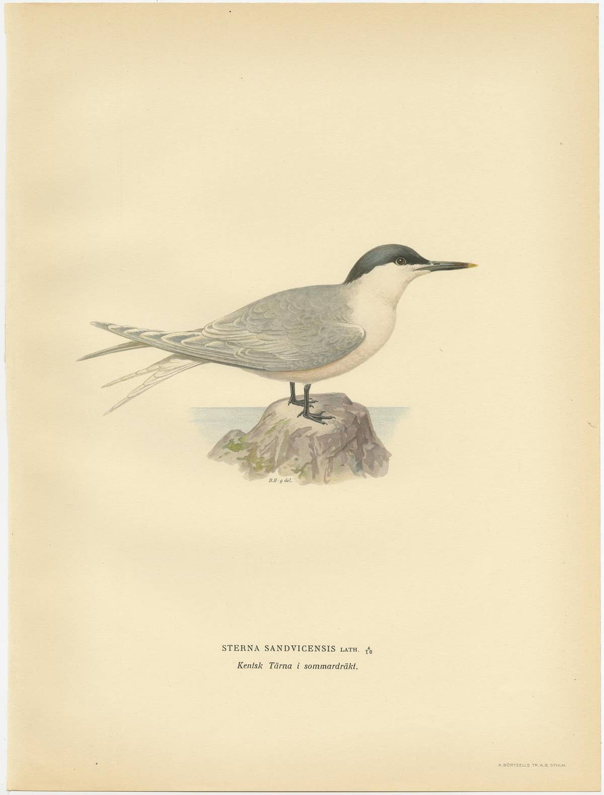 Antique Bird Print of the Sandwich Tern 'summer' by Von Wright, 1929