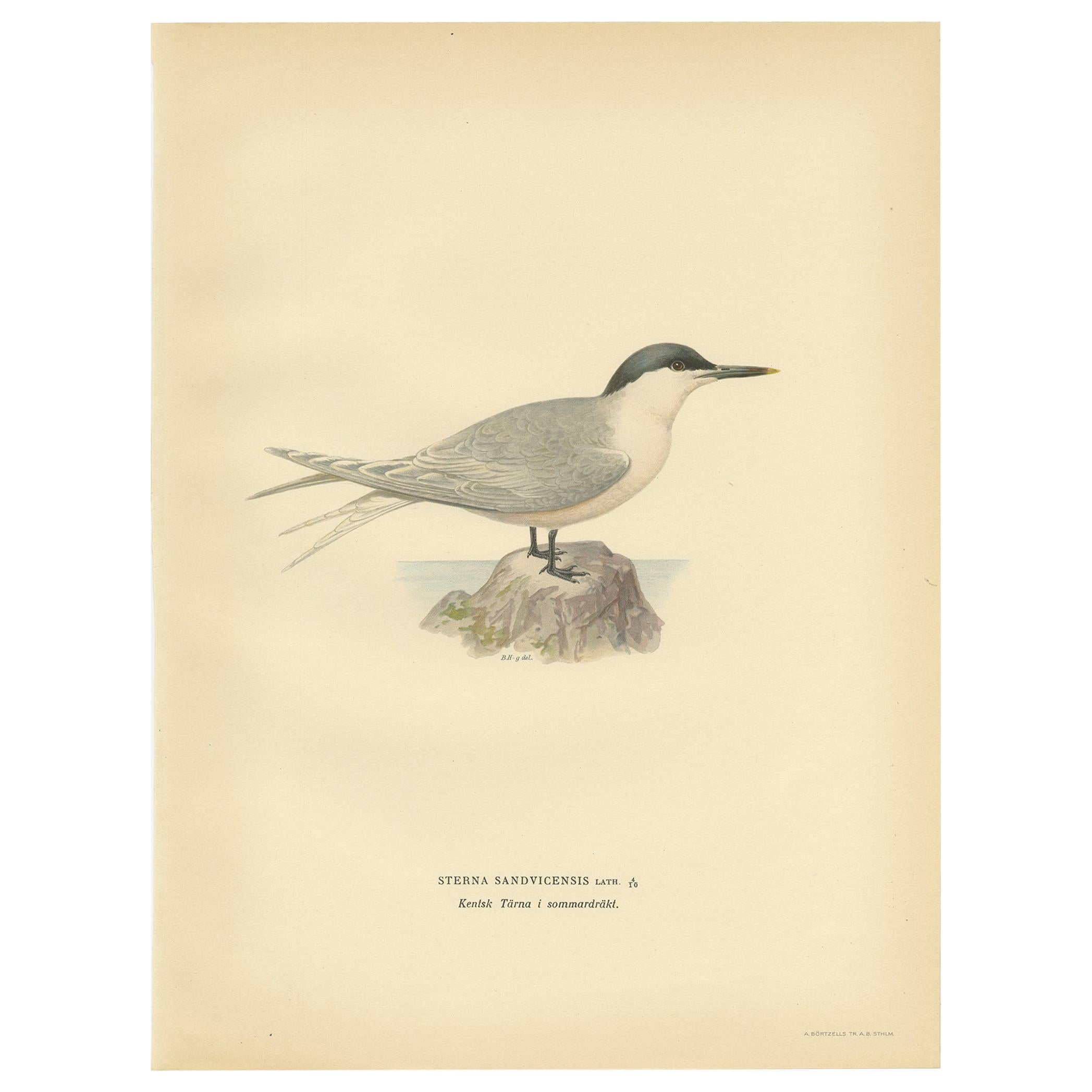 Antiker antiker Vogeldruck des Sandwich Tern „Sommer“ von Von Wright, 1929