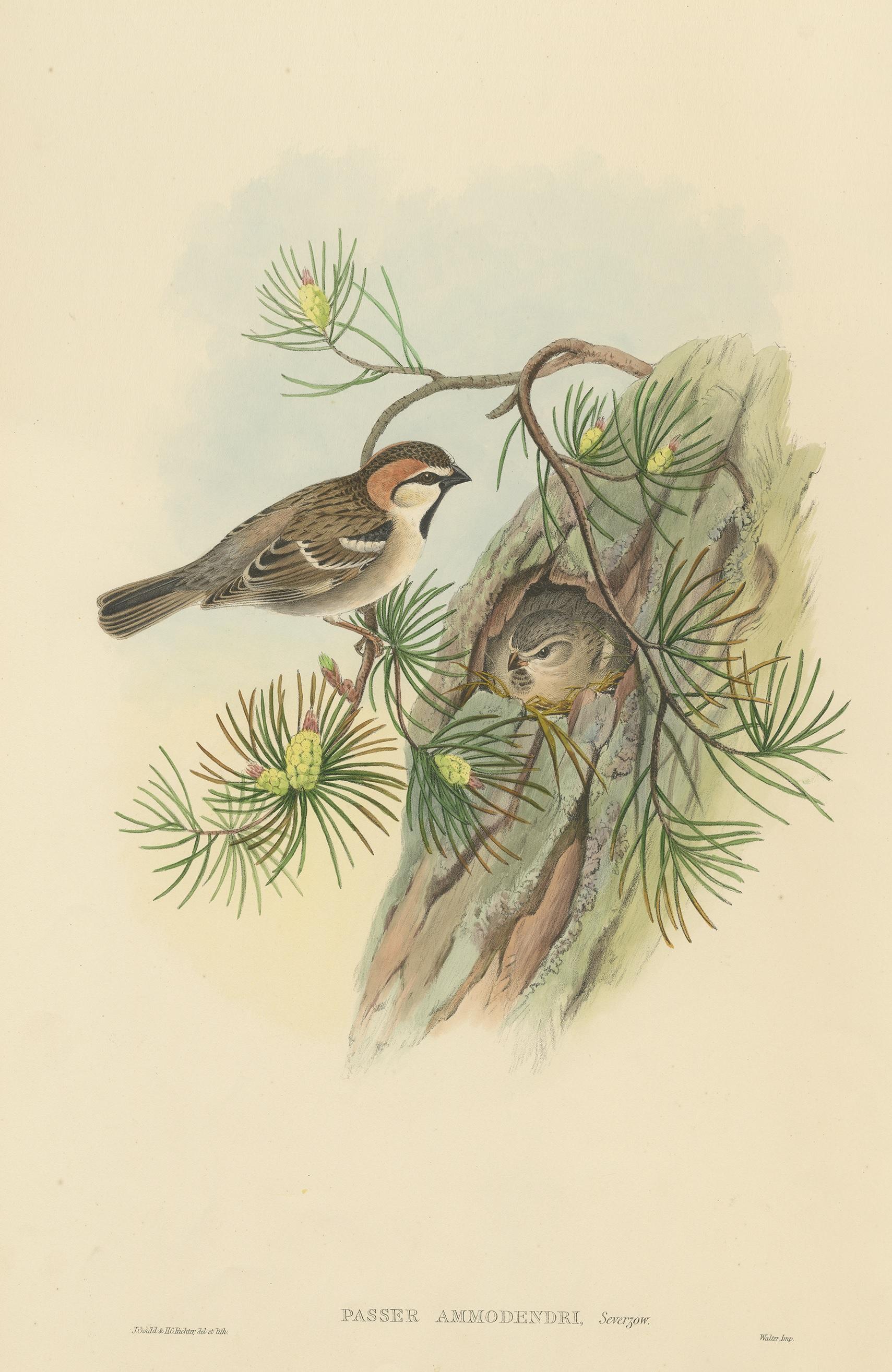 Antique bird print titled 'Passer Ammodendri'. Original lithograph of the saxaul sparrow. This print originates from 'Birds of Asia' by John Gould. Published 1850-1853.