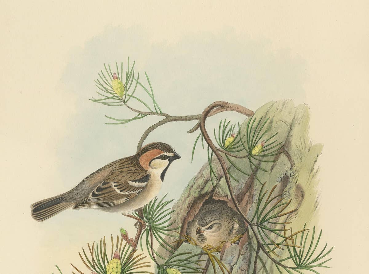 Antique Bird Print of the Saxaul Sparrow by Gould, circa 1850
