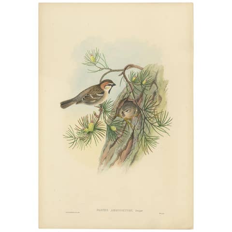 Antique Bird Print of the Saxaul Sparrow by Gould, circa 1850