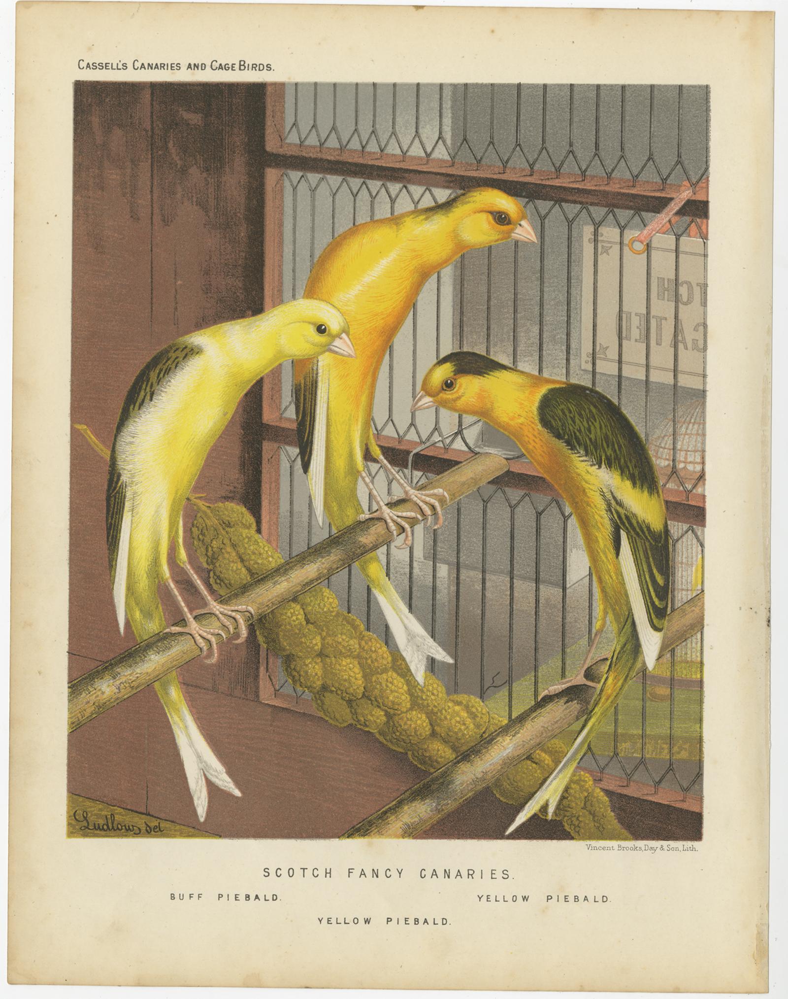 Antiker Vogeldruck mit dem Titel 'Scotch Fancy Canaries 1. Buff Piebald 2. Yellow Piebald 3. Yellow Piebald' Alter Vogeldruck mit Darstellung der Buff Piebald, Yellow Piebald, Yellow Piebald'. Dieser Druck stammt aus: 'Illustrated book of canaries