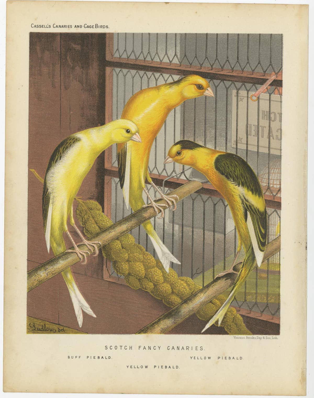 Antique Bird Print of the Scotch Fancy Canaries, circa 1880