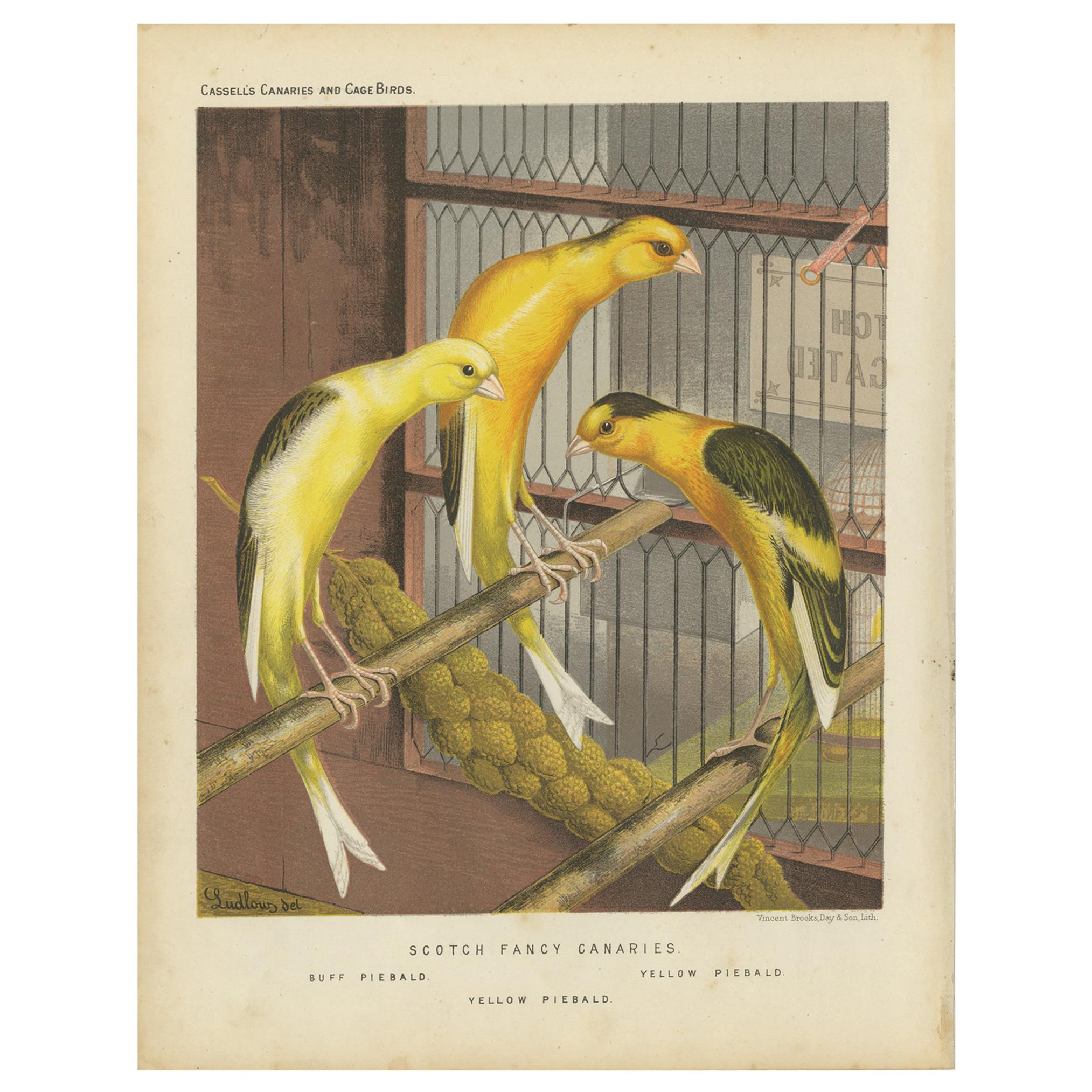 Antiker antiker Vogeldruck der schottischen Fancy Canaries, um 1880 im Angebot