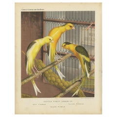 Antique Bird Print of the Scotch Fancy Canaries, circa 1880