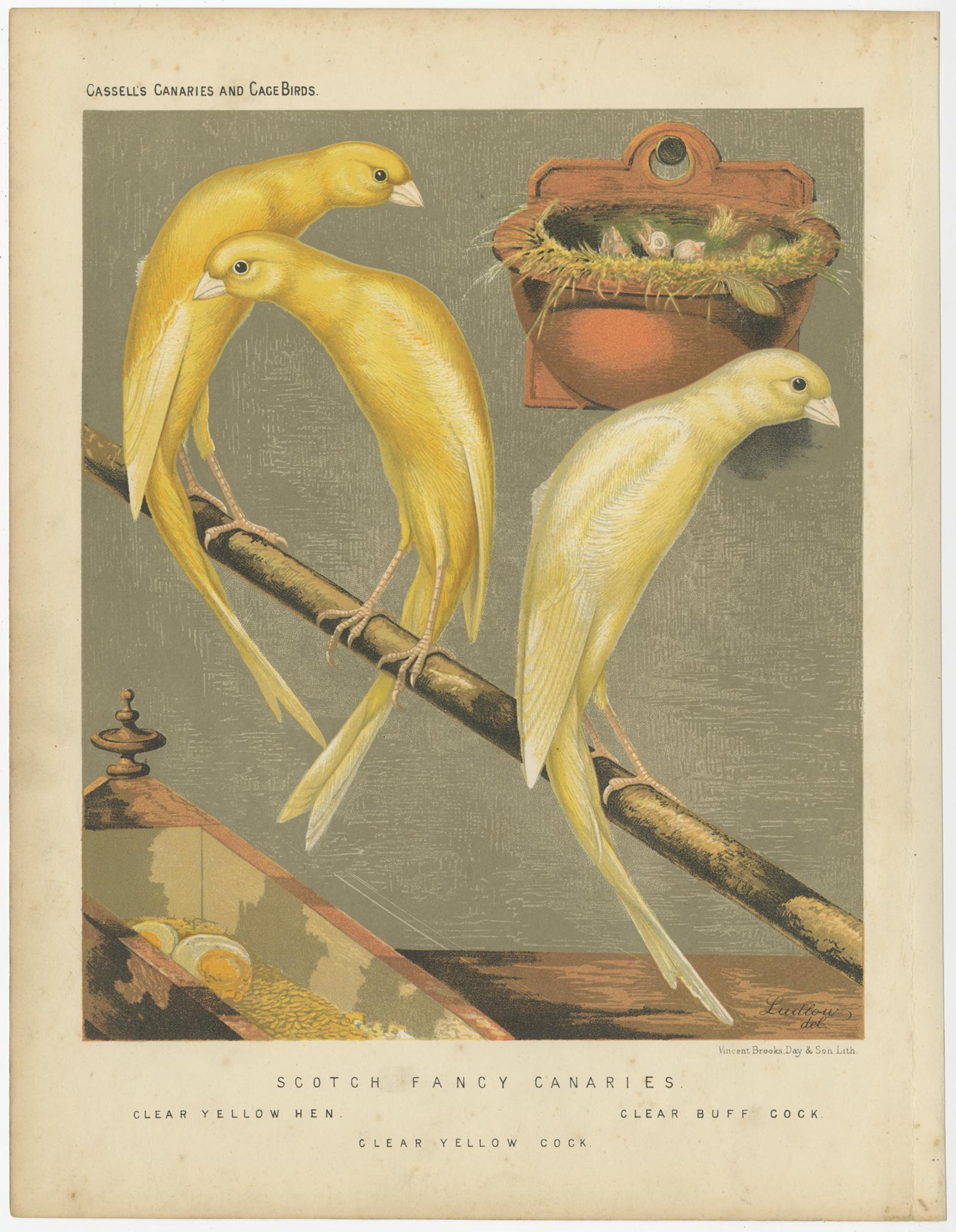 Gravure ancienne d'oiseau intitulée 'Scotch Fancy Canaries 1. Poule jaune clair 2. Coq jaune clair 3. Clear Yellow Cock' Ancienne estampe ornithologique représentant la poule jaune claire, le coq jaune clair, le coq jaune clair. Cette estampe