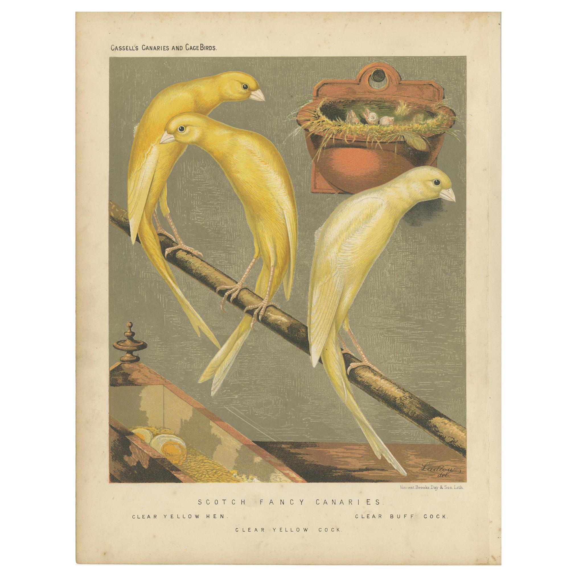 Antiker antiker Vogeldruck der schottischen Fancy Canaries, klargelbe Hen und andere