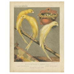 Antique Bird Print of the Scotch Fancy Canaries, Clear Yellow Hen and Others