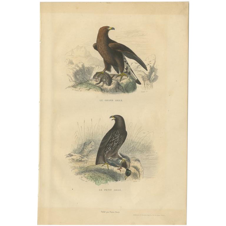 Antique Bird Print of The Sea Eagle and The Little Eagle, c.1840