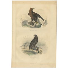 Stampa antica di uccelli con l'aquila di mare e l'aquilotto, 1840 ca.