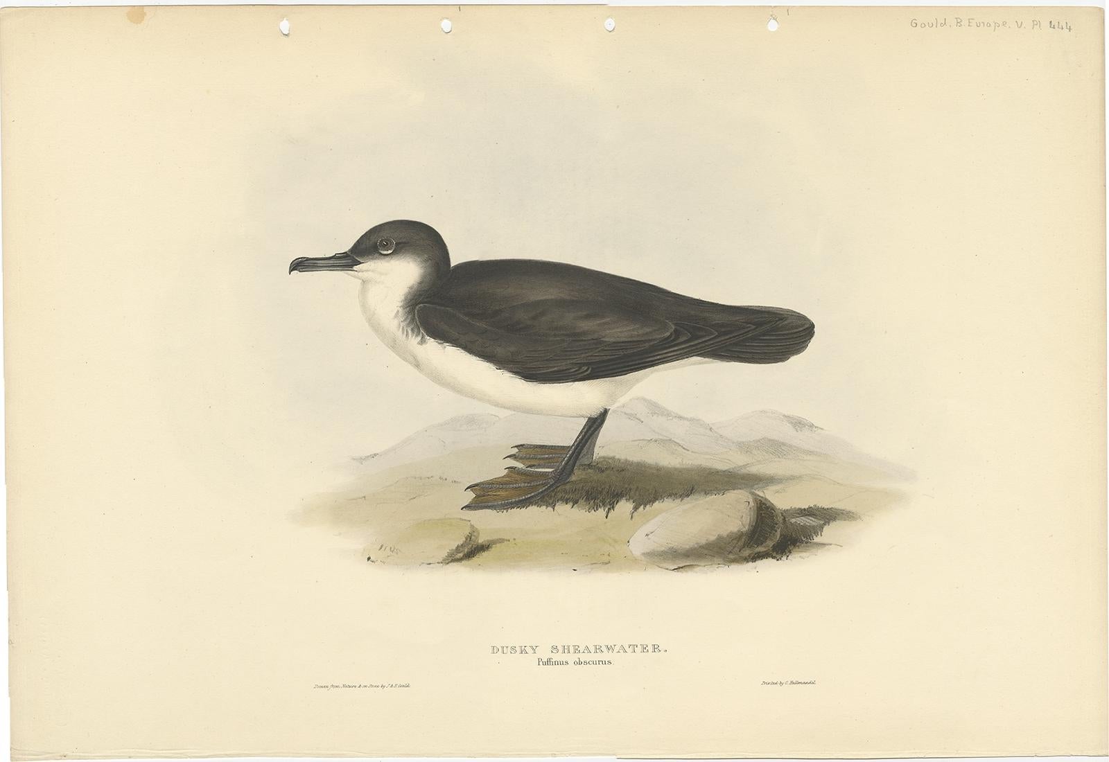 Antique bird print titled 'Dusky Shearwater'. 

Old bird print depicting the dusky shearwater. This print originates from 'Birds of Europe' by J. Gould (1832-1837).

Audubon's shearwater (Puffinus lherminieri) is a common tropical seabird in the